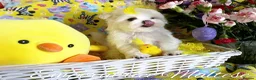 Maltese dogs for sale: Exclusive Tiny Kc Reg. Maltese By Emperatrice  - Advert 1
