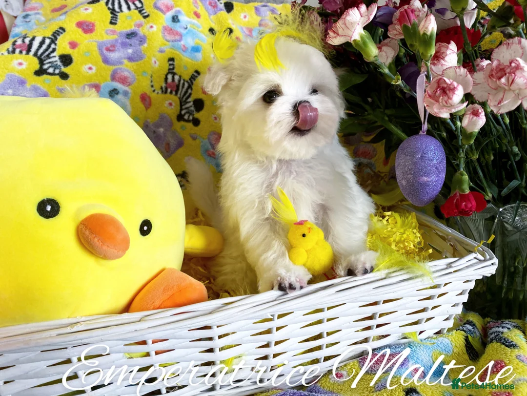 Maltese dogs for sale: Exclusive Tiny Kc Reg. Maltese By Emperatrice  - Advert 1