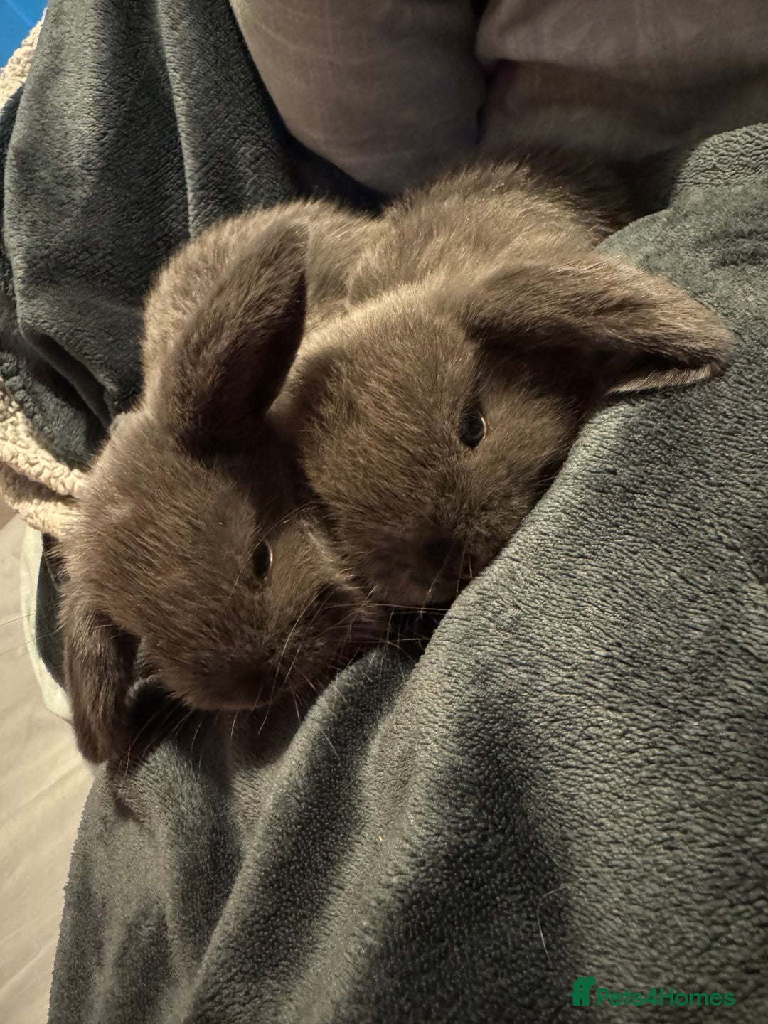 Mini Lop rabbits for sale: Extremely friendly mini lop babies for sale  - Image 5