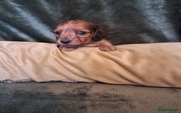 Miniature Dachshund dogs for sale: KC LONGHAIRED MINIATURE DACHSHUNDS  - Image 22