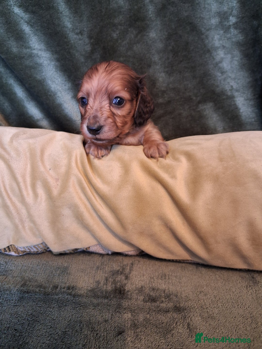 Miniature Dachshund dogs for sale: KC LONGHAIRED MINIATURE DACHSHUNDS  - Image 22