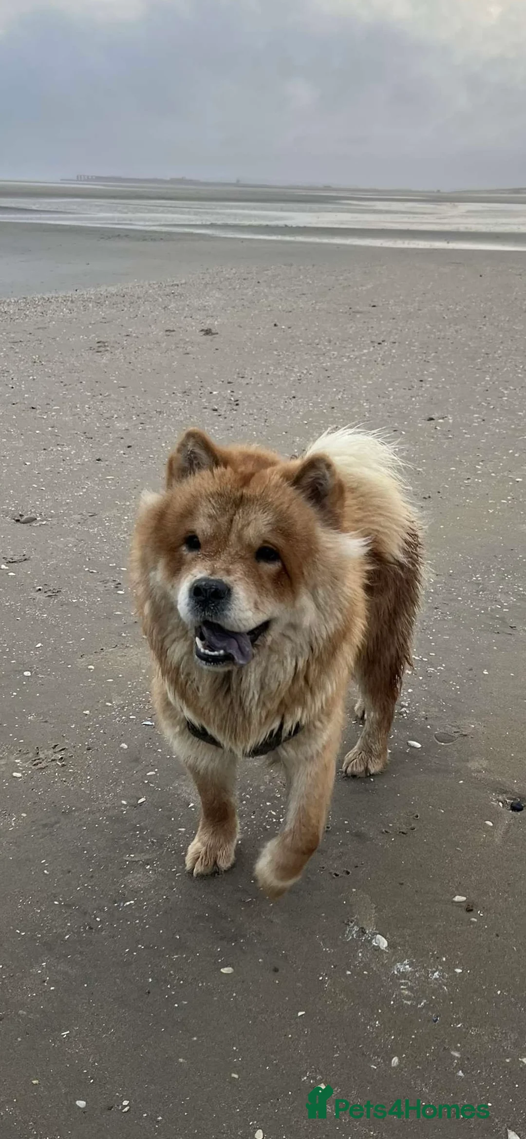 Chow Chow dogs for sale: Beautiful Female Chow Chow Puppy - Advert 2