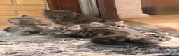 Maine Coon cats for sale: Maine Coon kittens - Advert 18
