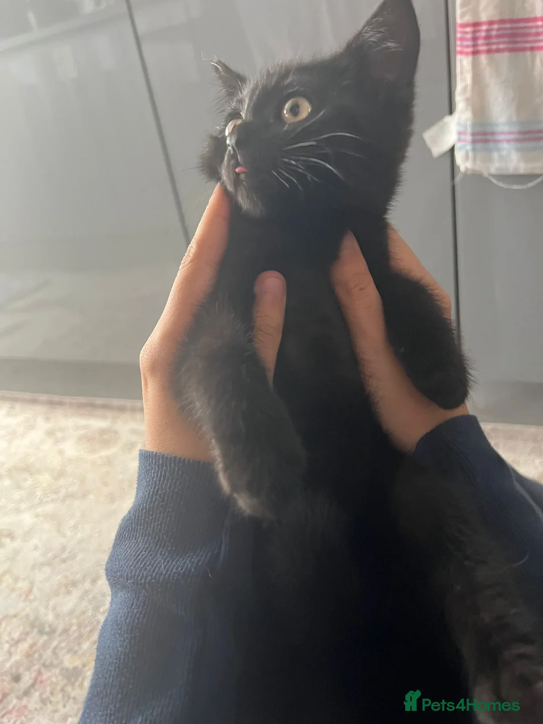 Mixed Breed cats for sale: British shorthair and black haired kittens  - Advert 2