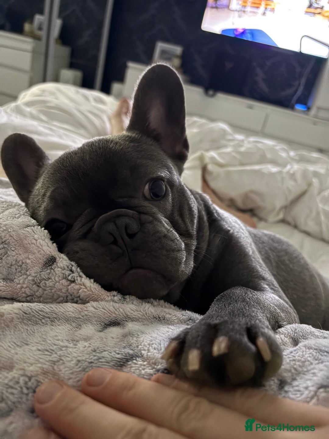 French Bulldog dogs for sale: French bulldog pedigree litter - Image 31
