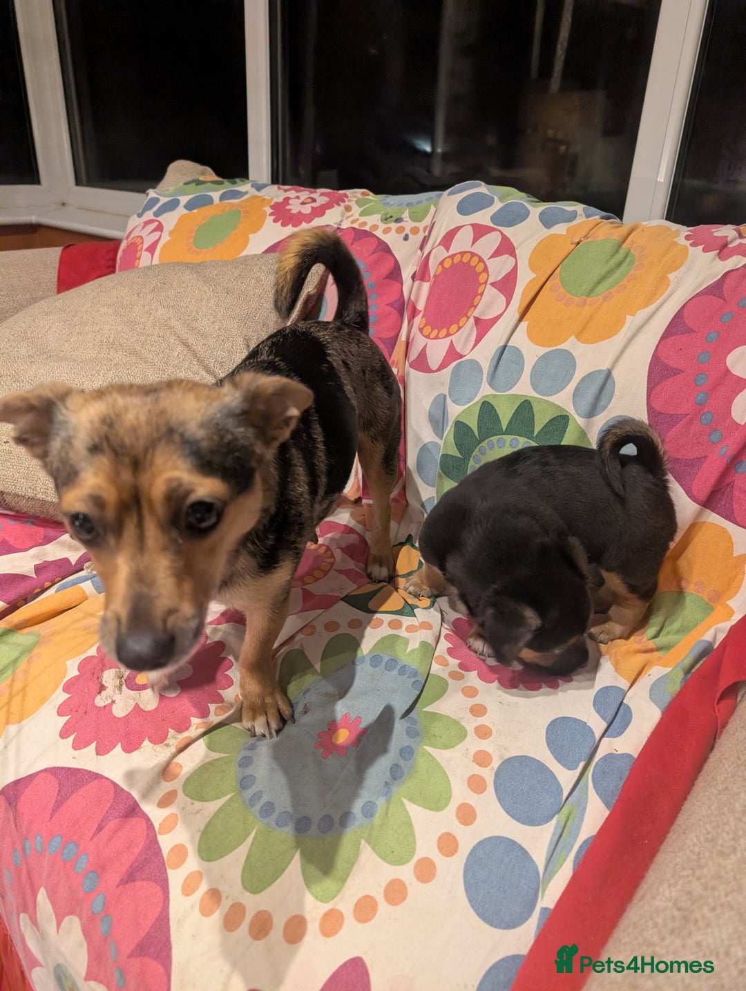 Jack Russell dogs for sale: Black & tan Jack Russel cross boy - Advert 2