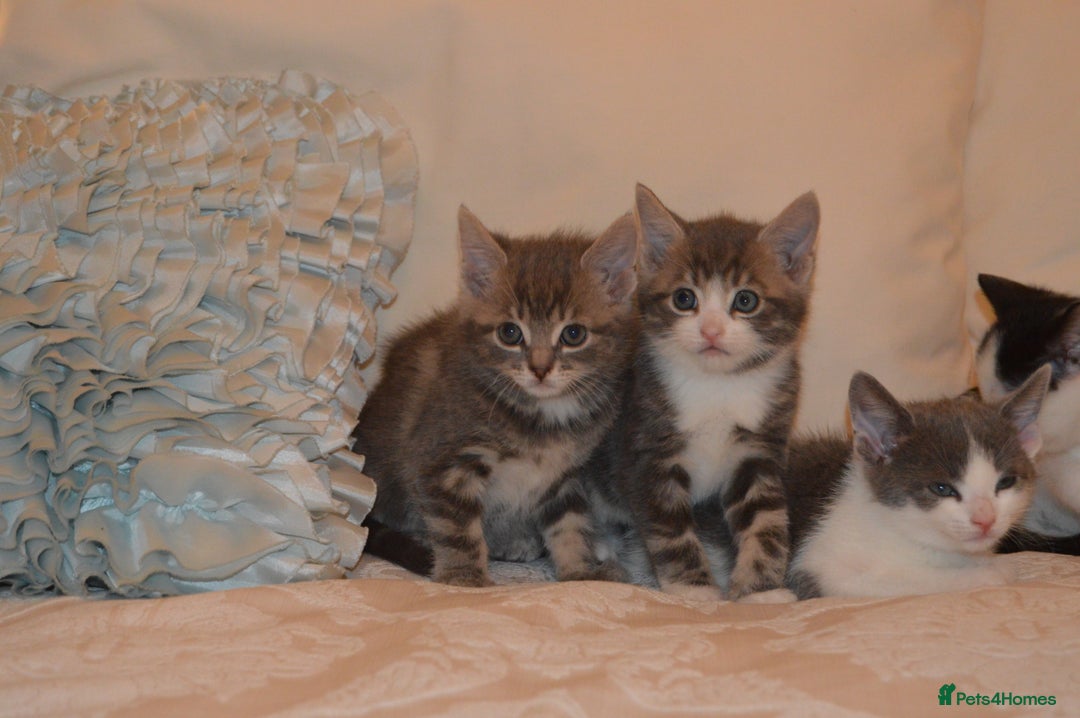 Mixed Breed cats for sale: 6 Adorable Playful Kittens for Sale - Image 3