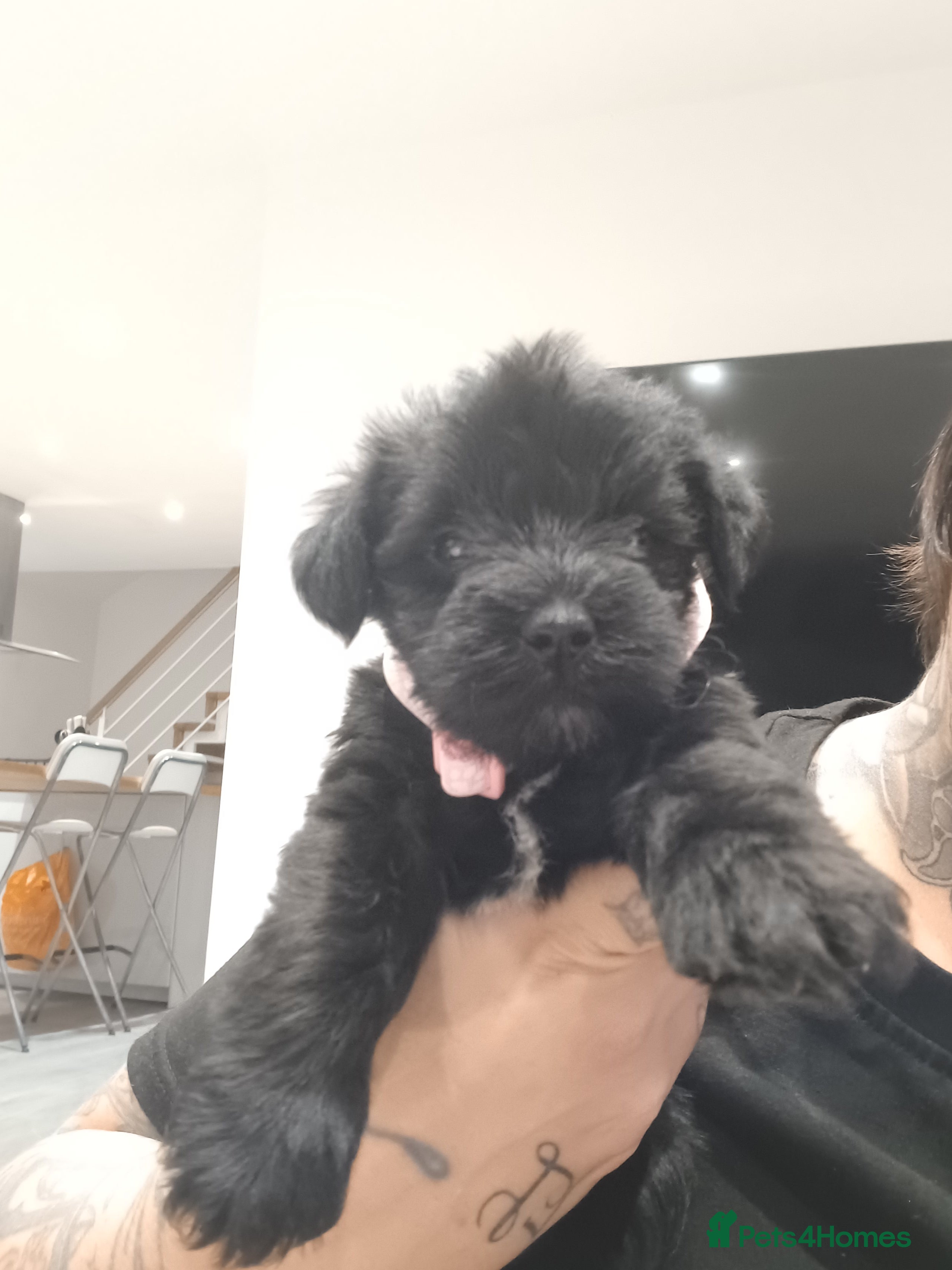 Miniature Schnauzer dogs Miniature Schnauzers  - Advert 5