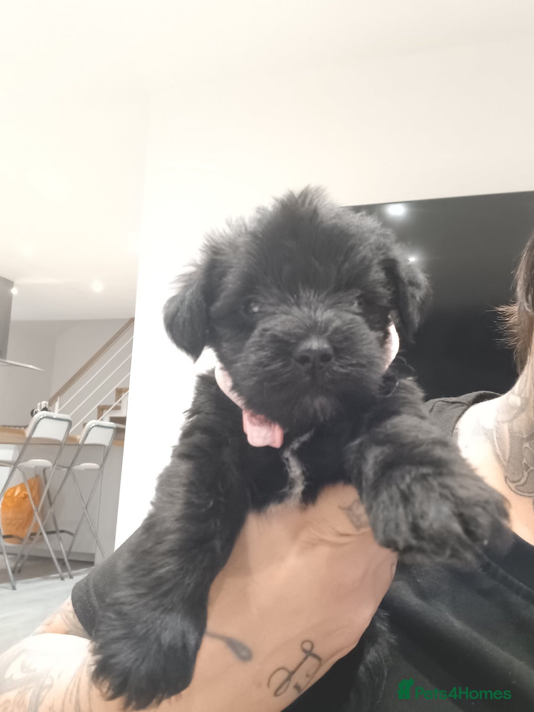 Miniature Schnauzer dogs for sale: Miniature Schnauzers  - Advert 3