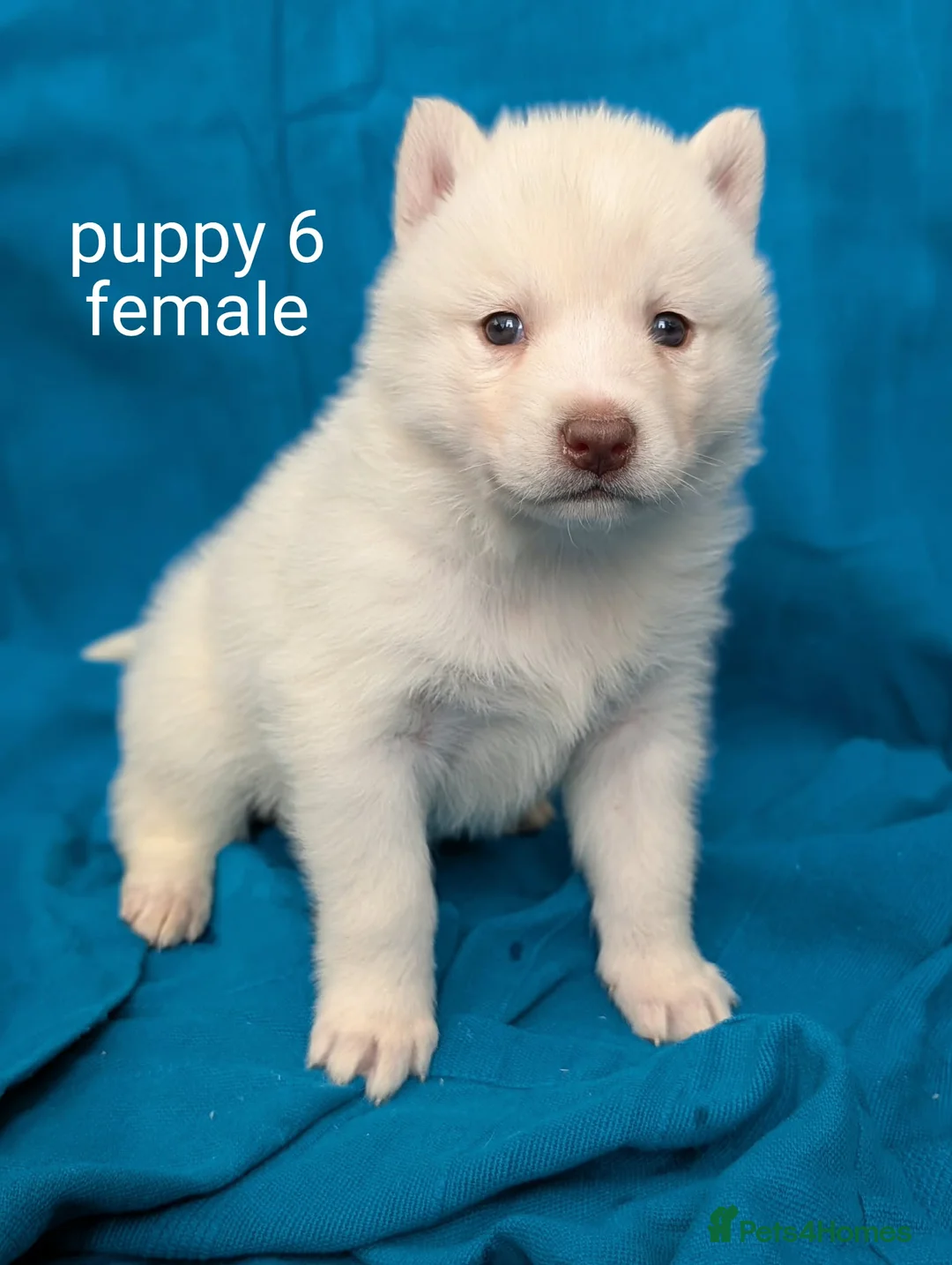 Siberian Husky dogs for sale: 6 beautiful Siberian Huskies  1 available  - Advert 16