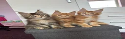 Maine Coon cats for sale: ✨5 GCCF Pure bred MC kittens  - Advert 10