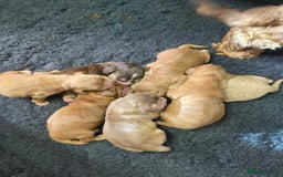 Cocker Spaniel dogs for stud: Show Cocker At Stud Highly Health Tested in Sandbach - Image 34