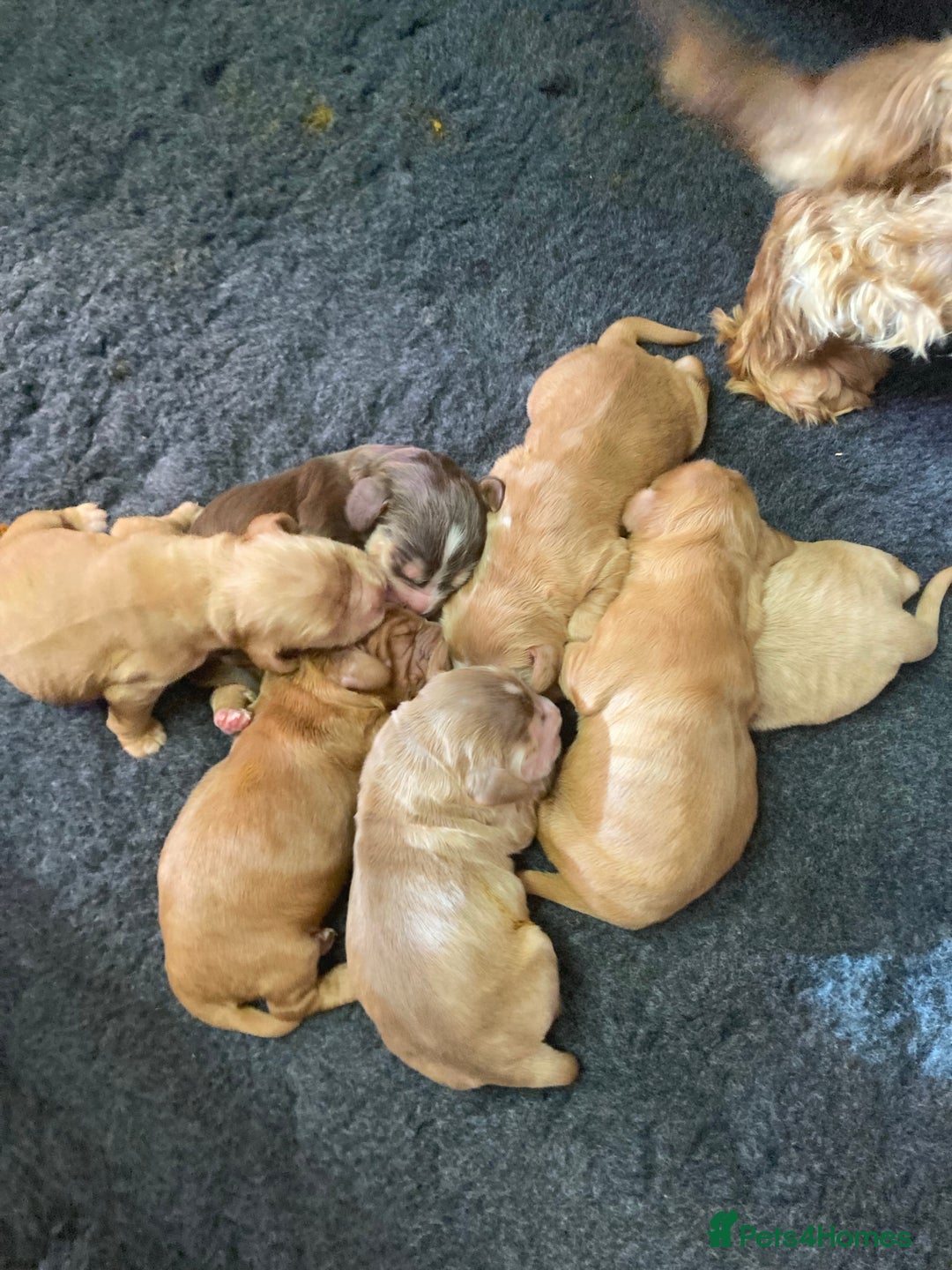Cocker Spaniel dogs for stud: Show Cocker At Stud Highly Health Tested in Sandbach - Image 34