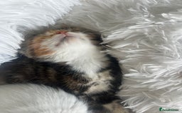 Turkish Van cats for sale: Half Turkish van kittens - Image 9