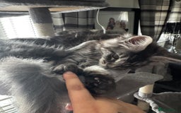 Maine Coon cats for sale: GCCF & TICA Reg Affectionate Maine Coon kittens - Image 13