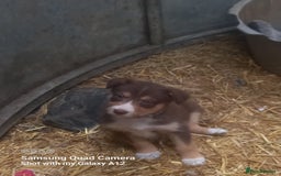 Border Collie dogs for sale: Border collie puppies  - Image 3