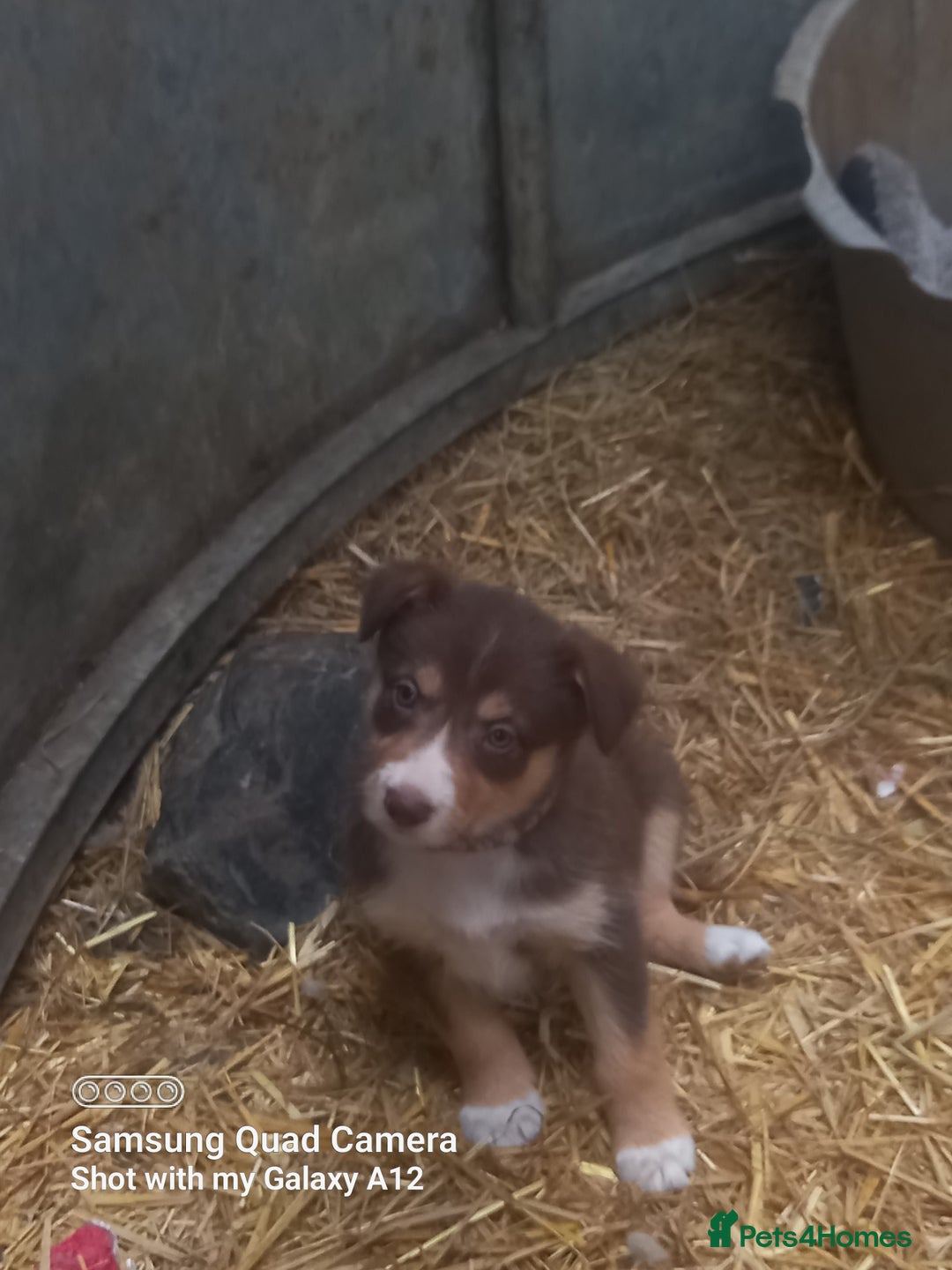 Border Collie dogs for sale: Border collie puppies  - Image 3