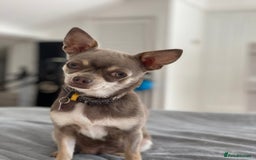 Chihuahua dogs for sale: Stunning KC Chihuahua puppies 🇬🇧 bloodlines - Image 9