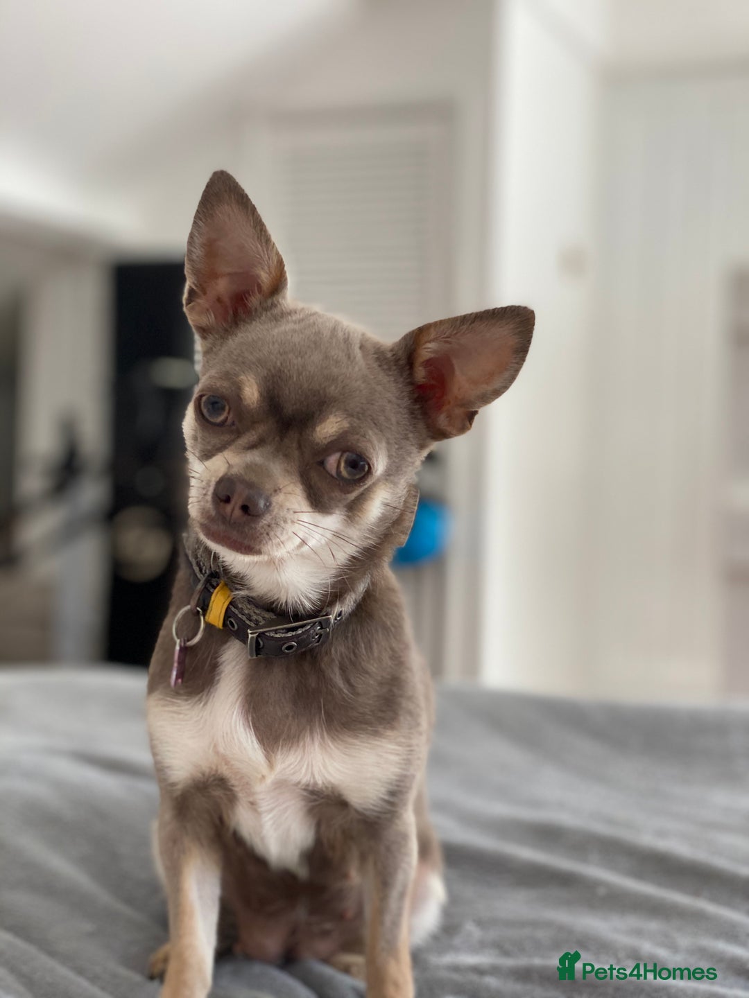 Chihuahua dogs for sale: Stunning KC Chihuahua puppies 🇬🇧 bloodlines - Image 9