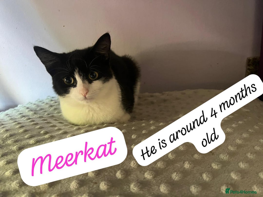 Mixed Breed cats for adoption: Rescue Brothers 6 months need forever home - Image 9