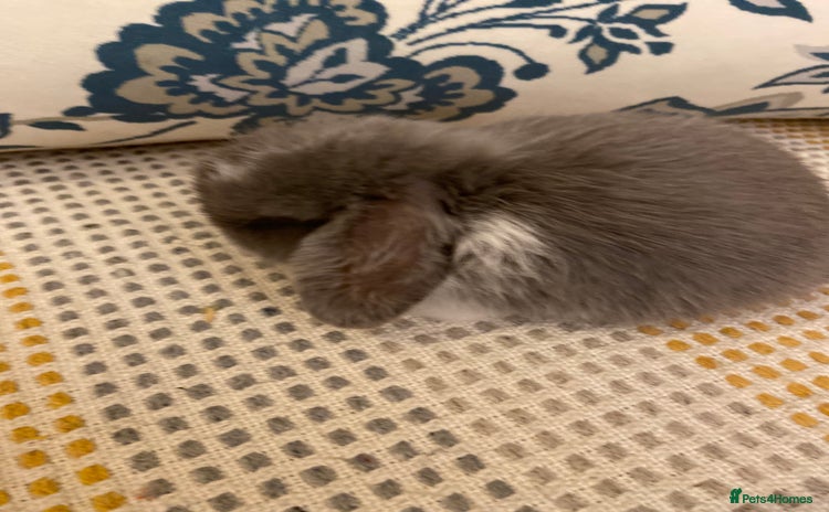 Mini Lop rabbits - Advert 2