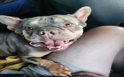 French Bulldog dogs for stud: Frenchie female  - Image 2