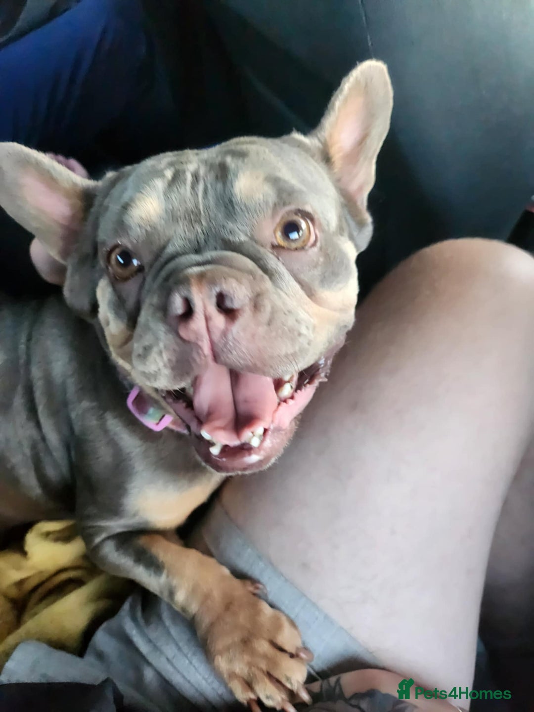 French Bulldog dogs for stud: Frenchie female  - Image 2
