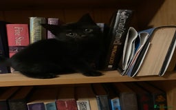 Mixed Breed cats for sale: Fantastic Farm Kittens ready now  - Image 5