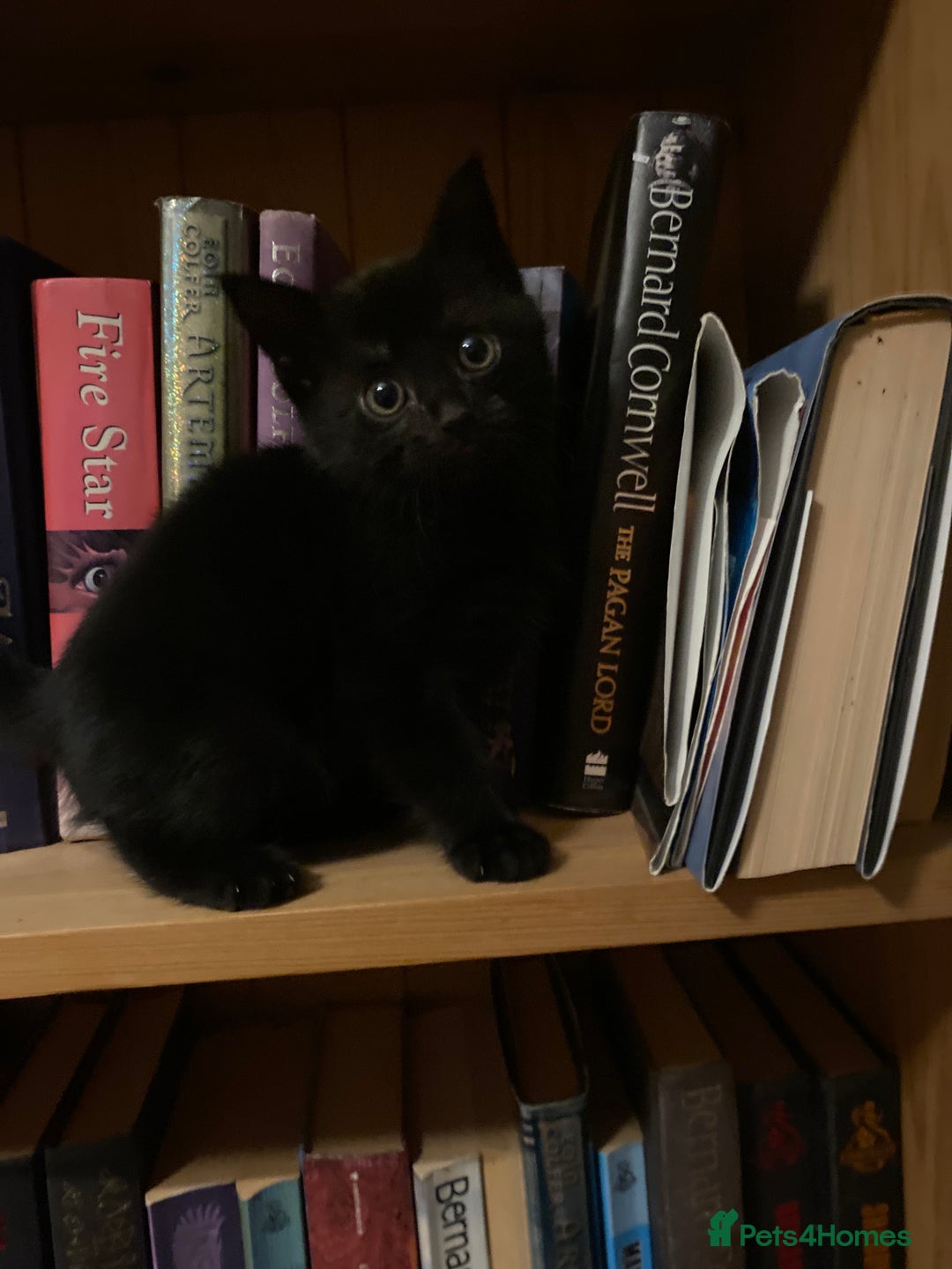 Mixed Breed cats for sale: Fantastic Farm Kittens ready now  - Image 5