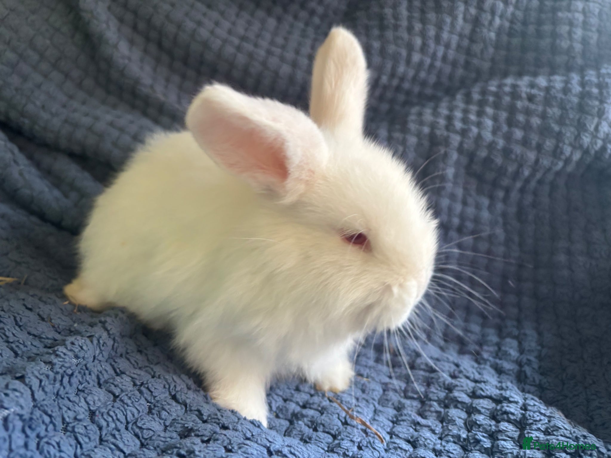 French Lop rabbits Beautiful mini lops x French lops  - Advert 3