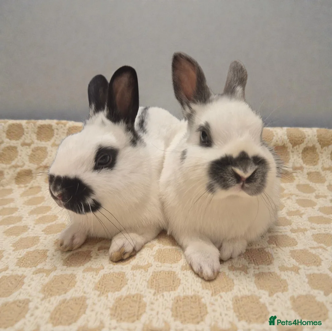 Mixed Breed rabbits for sale: 🧡dwarf papillon bunnies 🧡 - Advert 5