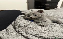 British Shorthair cats for sale: British Shorthair/Scottish Fold Kittens for sale - Image 12