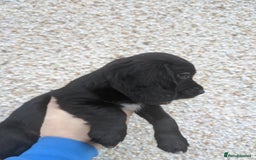 Cocker Spaniel dogs for sale: Only 3 beautiful kc working cocker spaniels left  - Advert 13