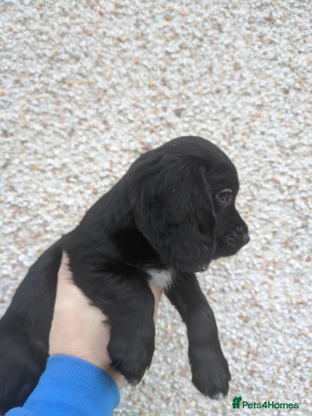 Cocker Spaniel dogs for sale: Only 3 beautiful kc working cocker spaniels left  - Advert 13