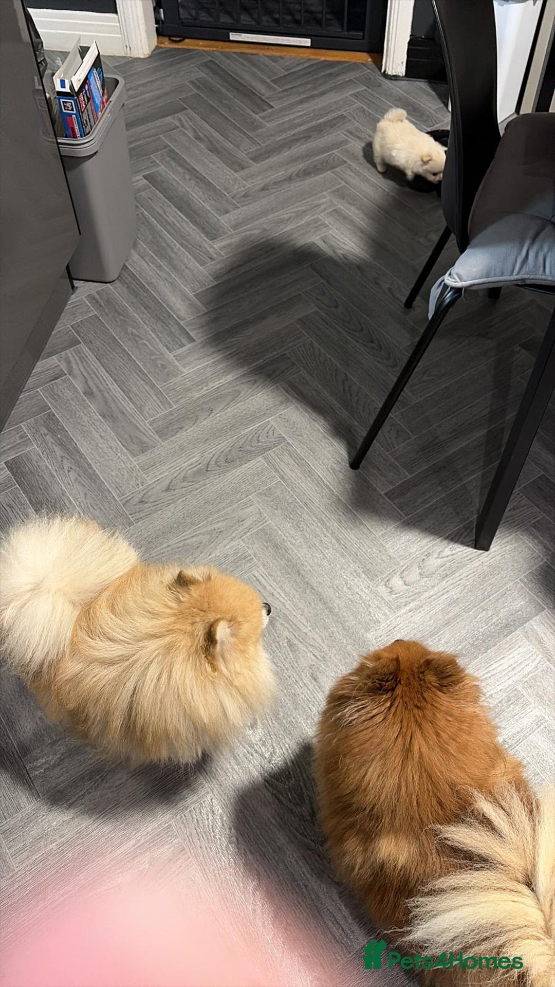 Pomeranian dogs for sale: Pomeranian Puppies 💗 - Advert 10