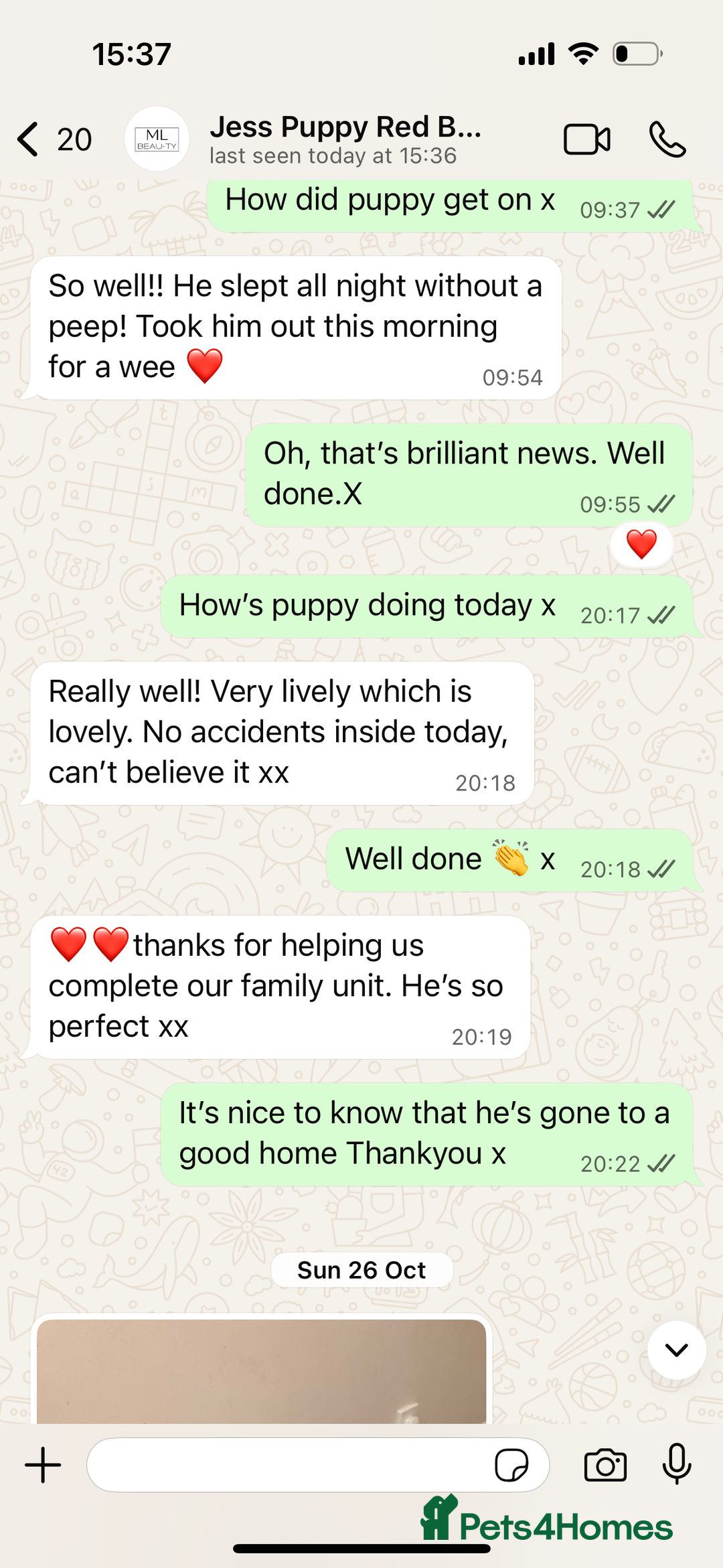 Cocker Spaniel dogs for sale: 1 boy available orange roan  - Advert 18