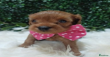 Cavapoo dogs Gorgeous red toy cavapoos  - Advert 8