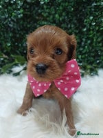 Cavapoo dogs Gorgeous red toy cavapoos - Advert 2