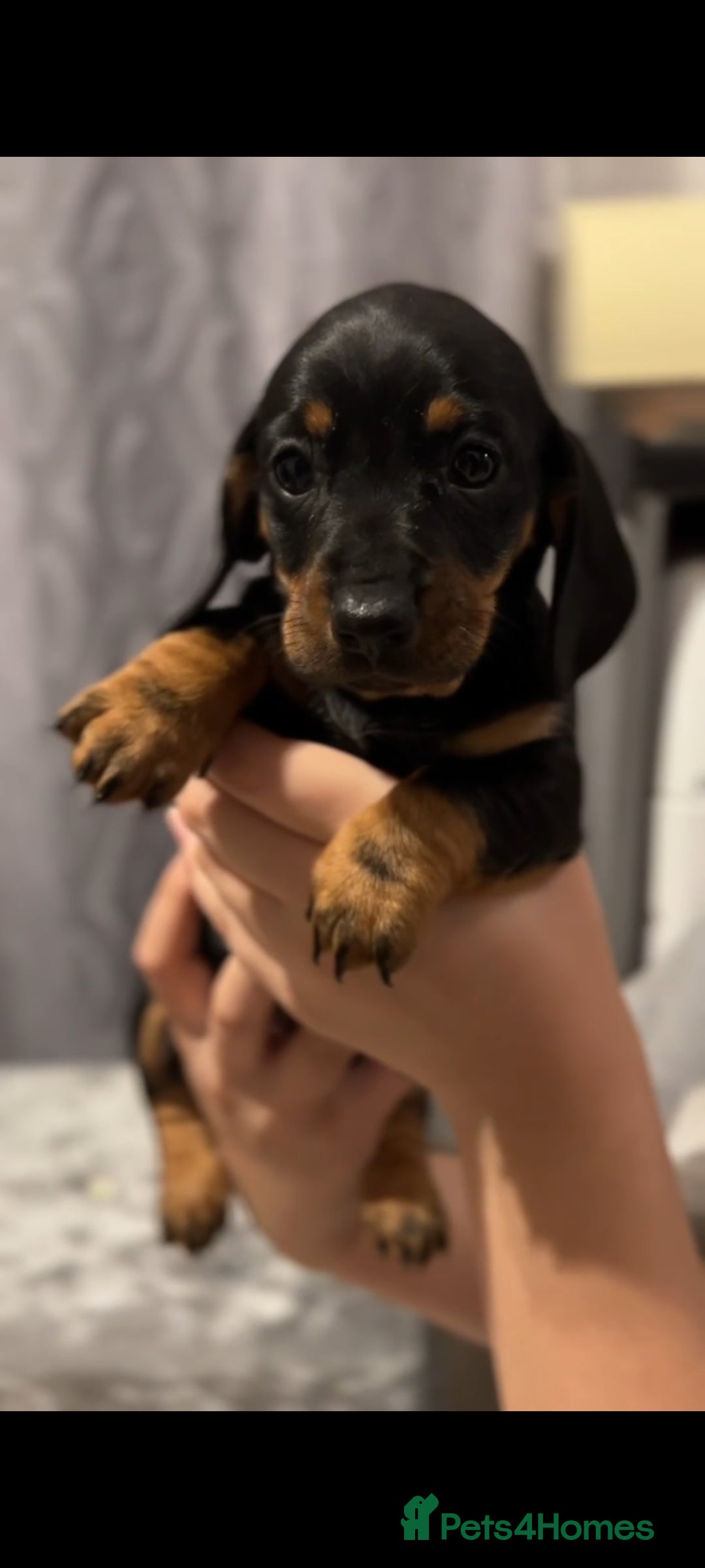 Miniature Dachshund dogs for sale: Miniature Dachshund  - Advert 4