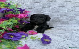 Cockapoo dogs for sale: F1 Showtype Cockapoo - Image 7
