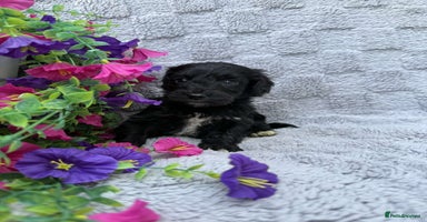 Cockapoo dogs - Advert 16