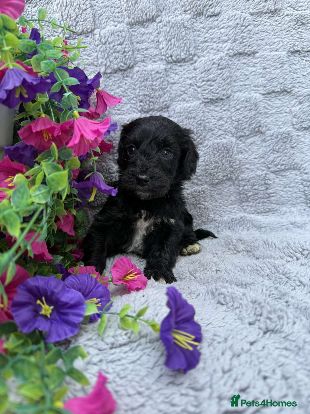 Cockapoo dogs for sale: F1 Showtype Cockapoo - Image 7