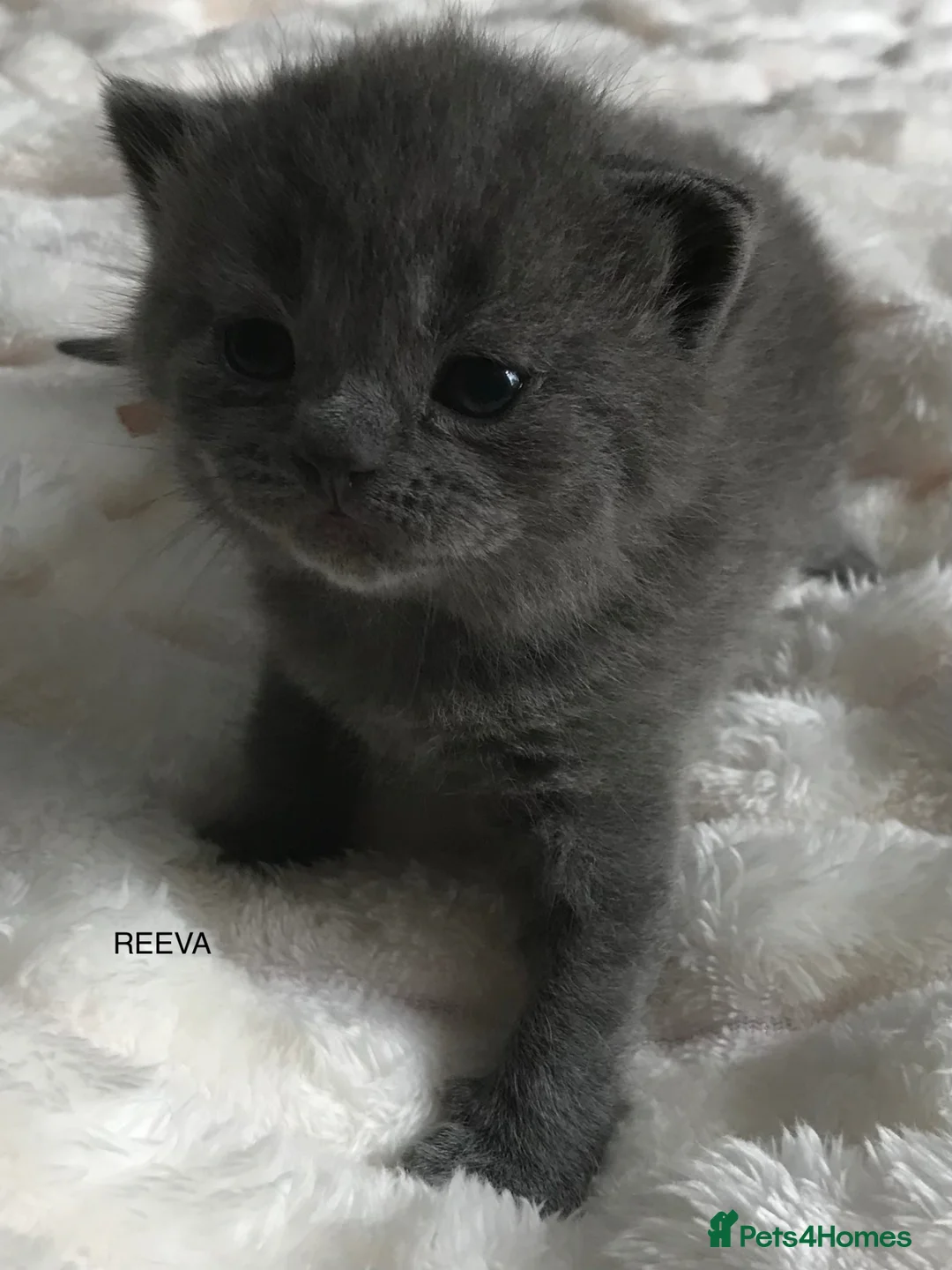 British Shorthair cats for sale: GCCF Blue and Bicolour Kittens  - Advert 2