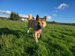 Akita dogs 7 months old Akita Puppy - Advert 1