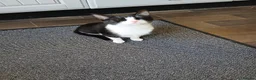 Mixed Breed cats for sale: Tilly aged 1 and a half  in Newton Aycliffe - Advert 3