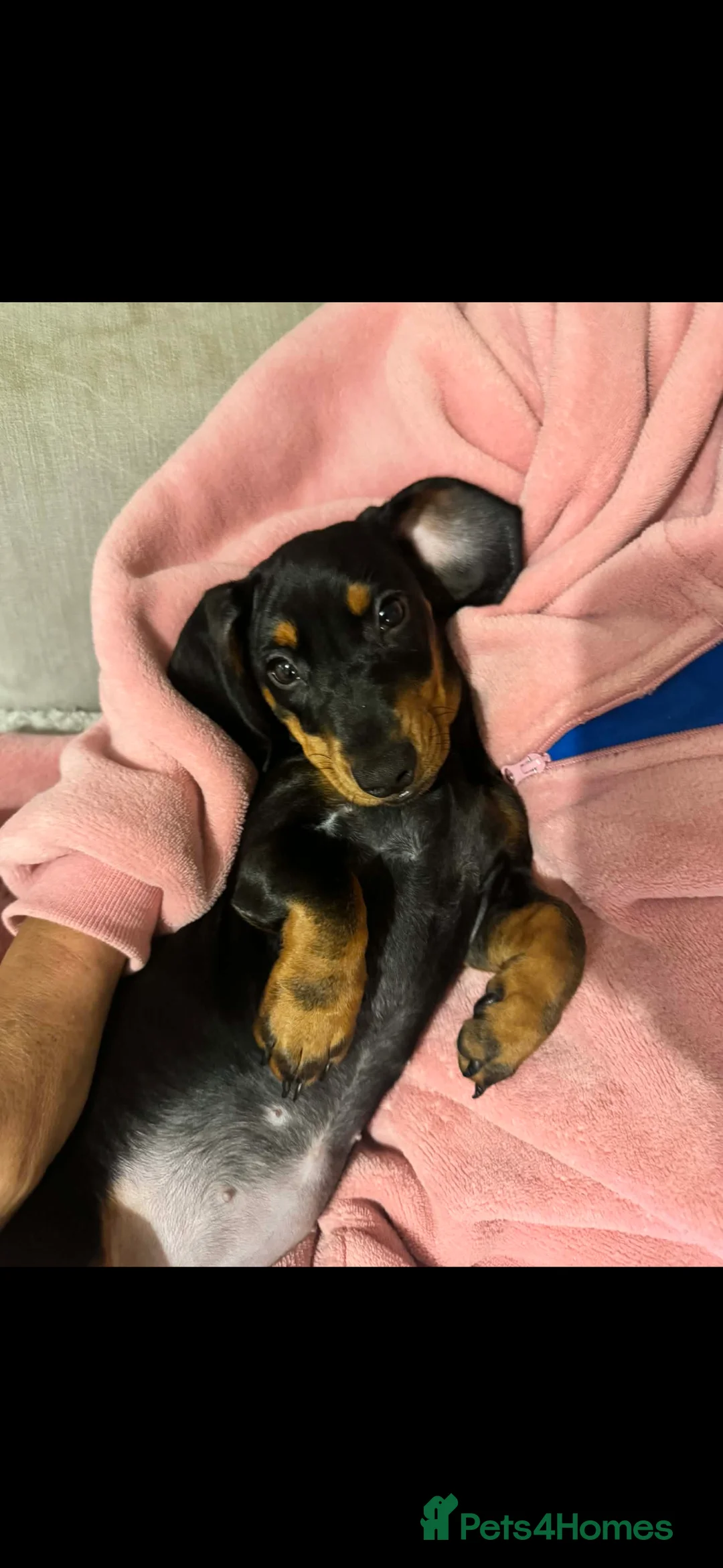 Miniature Dachshund dogs for sale: female miniature dachshund  - Advert 3