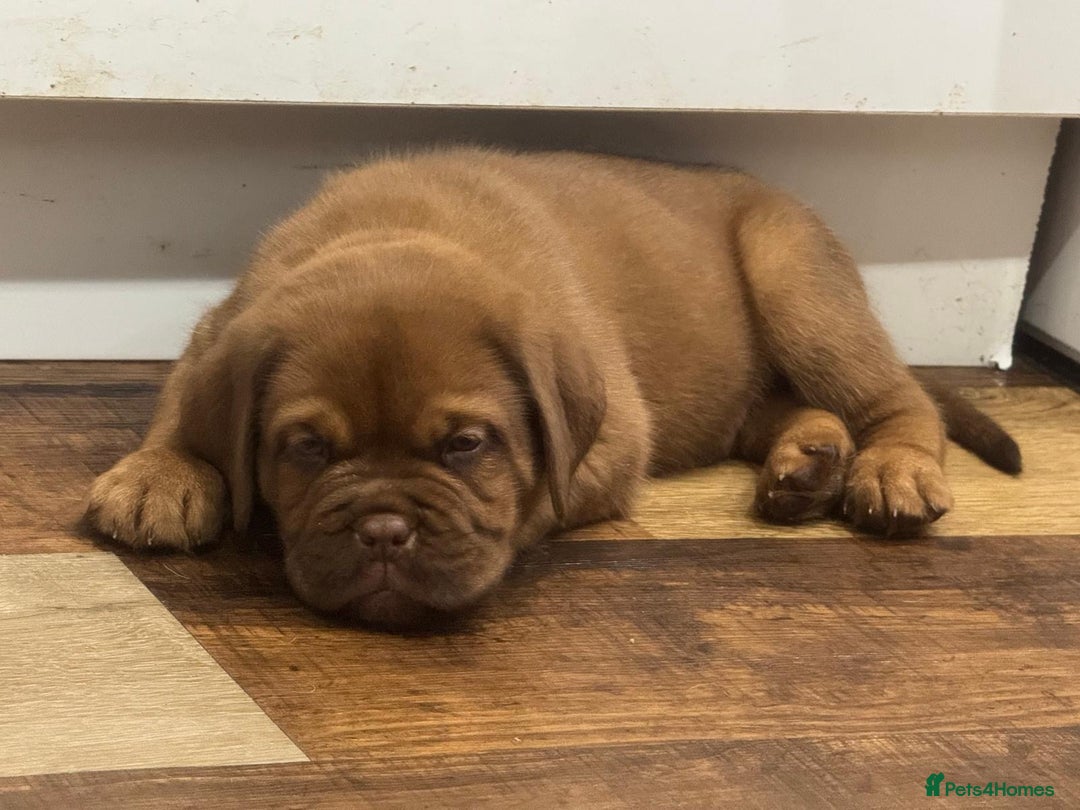 Dogue De Bordeaux dogs for sale: Dogue De Bordeaux Puppies - Image 11