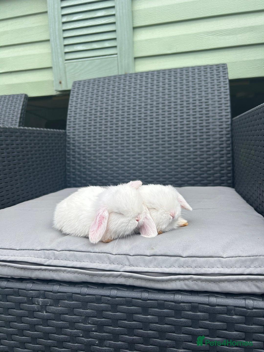 Mini Lop rabbits for sale: Mini Lop Kits – Ready 27th July in Saint Austell - Image 5