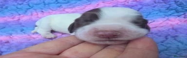 Destrier Rose Pearl - Liver/ White Girl