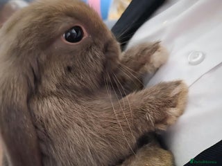 Mini Lop rabbits Two Girls - Advert 5